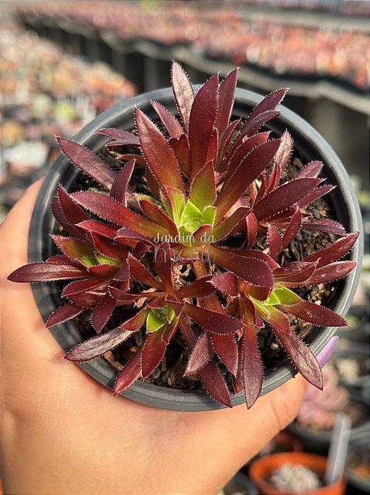 Aeonium firecracker