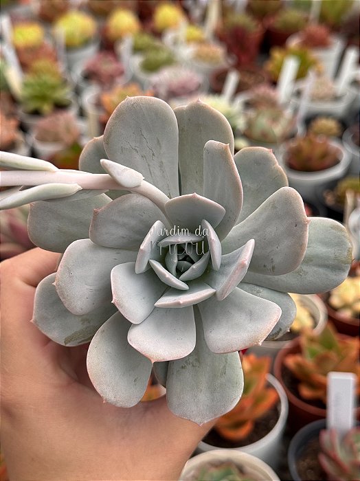 Echeveria cally argentea