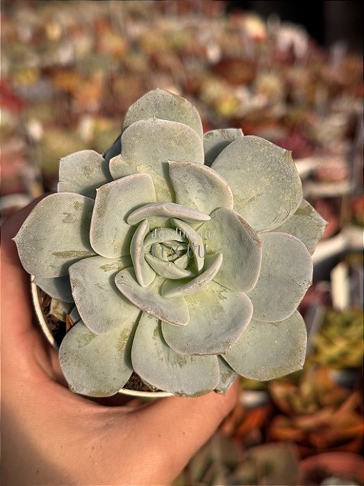 Echeveria cally argentea