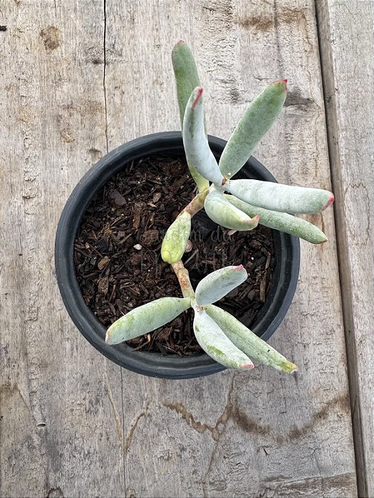 Cotyledon orbiculata ‘elk horn’