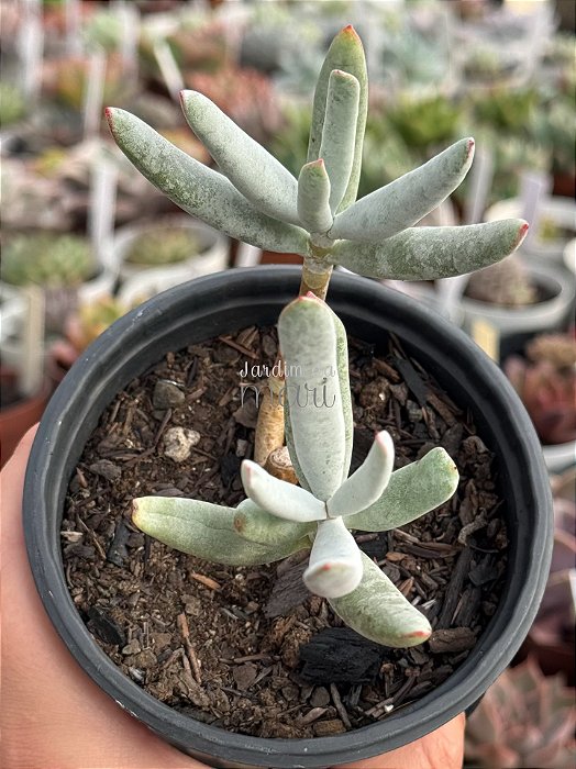 Cotyledon orbiculata ‘elk horn’
