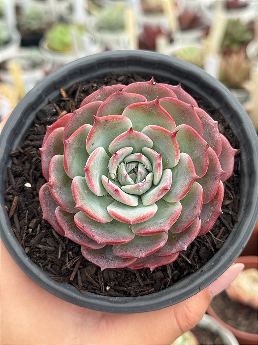 Echeveria laulensis (sem raiz)