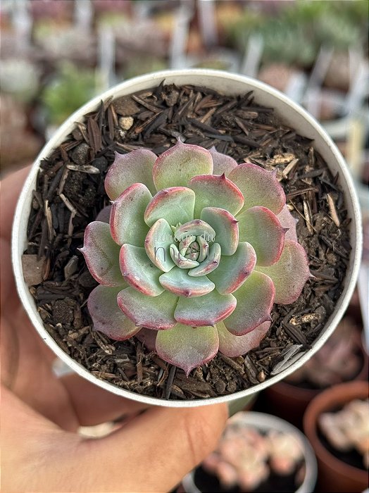 Echeveria laulensis