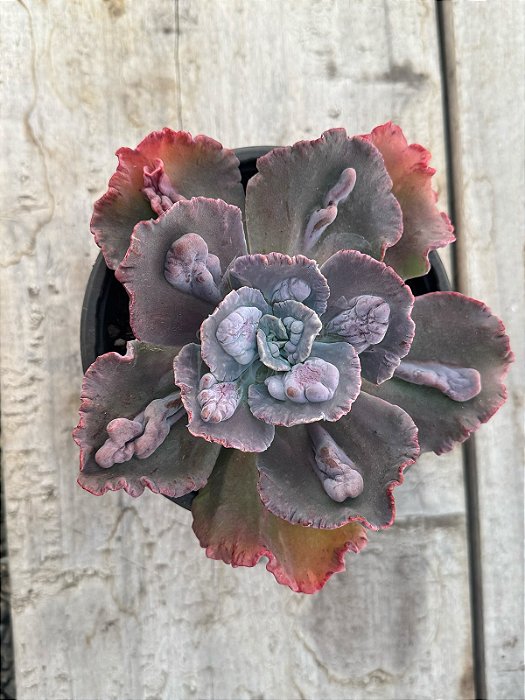 Echeveria volcan doux MATRIZ