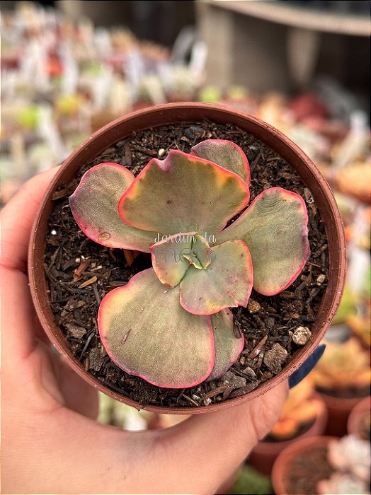 Echeveria suyon variegata (importada) pouca raiz
