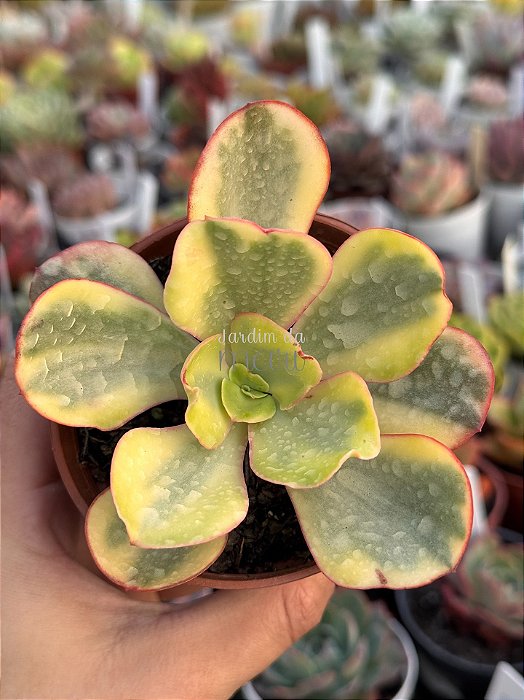 Echeveria suyon variegata (importada)