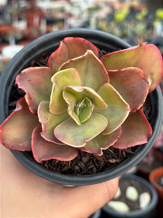 Echeveria suyon variegata M