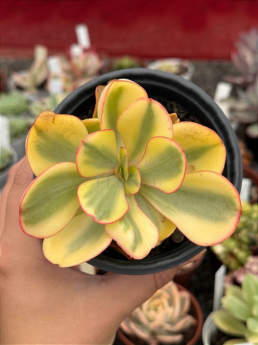 Echeveria suyon variegata (importada)