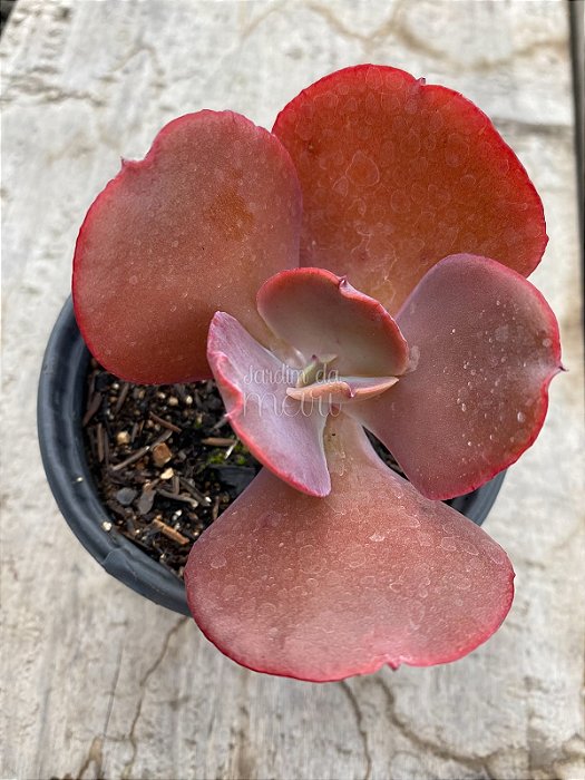 Echeveria brelia