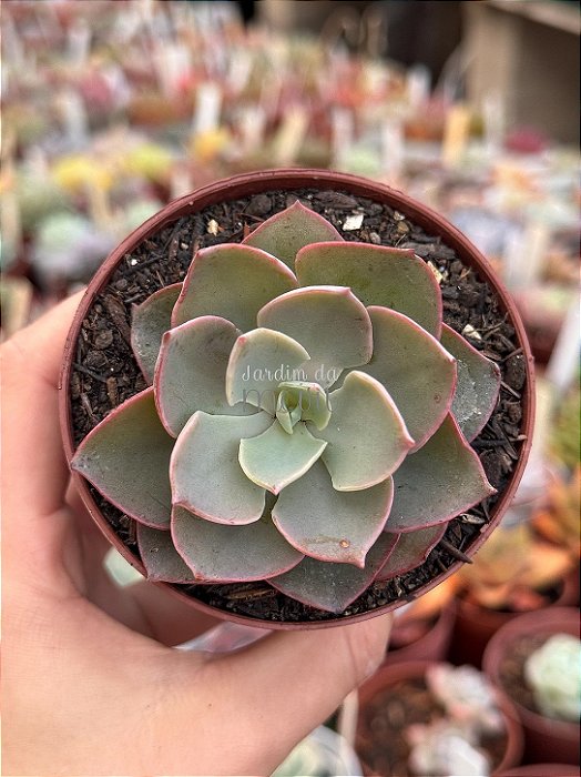 Echeveria lavender girl