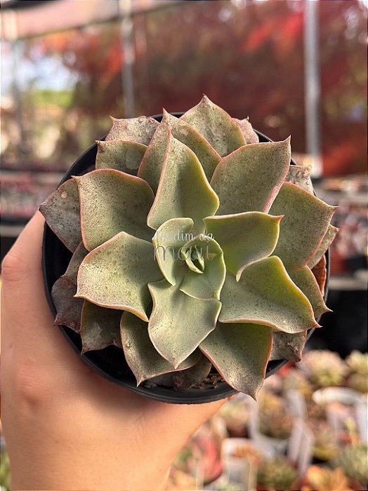 Echeveria lavender girl