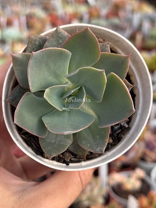 Echeveria lavender girl