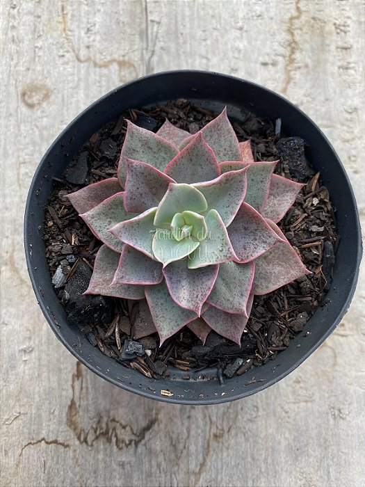 Echeveria lavander girl