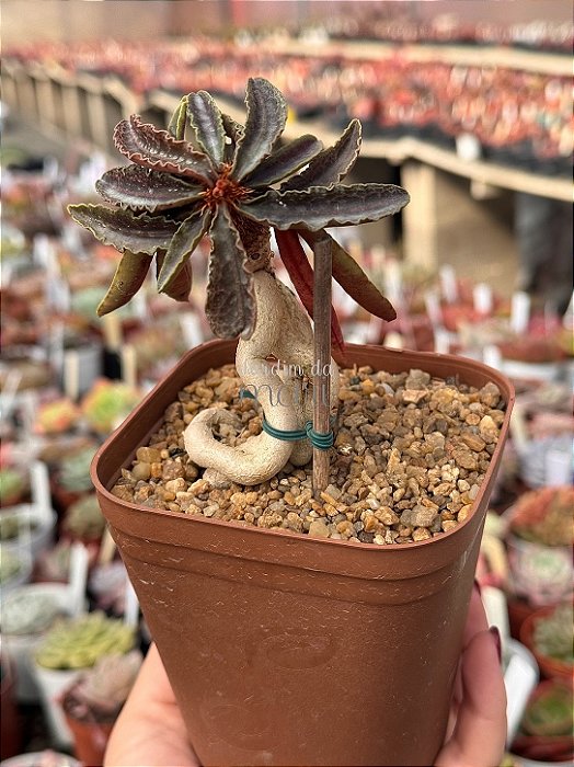 Euphorbia francoisi (bonsai)