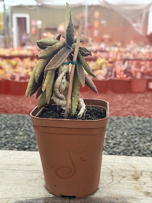 Euphorbia francoisi (bonsai)