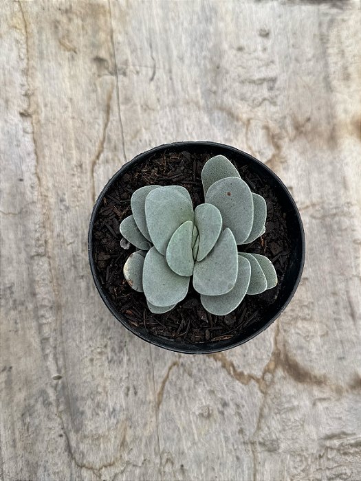Crassula morgan’s beauty