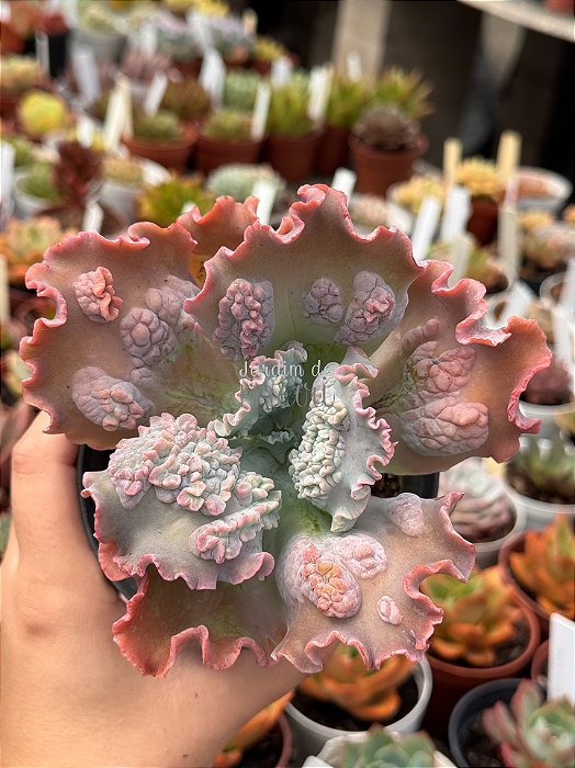 Echeveria kilauea G