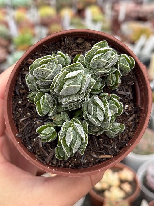 Crassula ivory pagoda