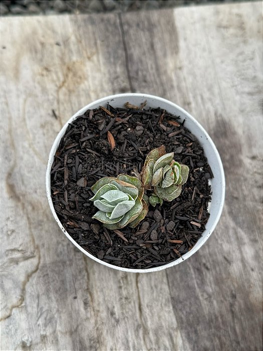 Crassula ivory pagoda