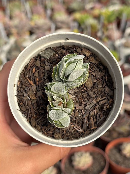 Crassula ivory pagoda