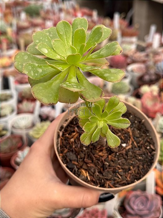 Aeonium híbrido (arvoreta)