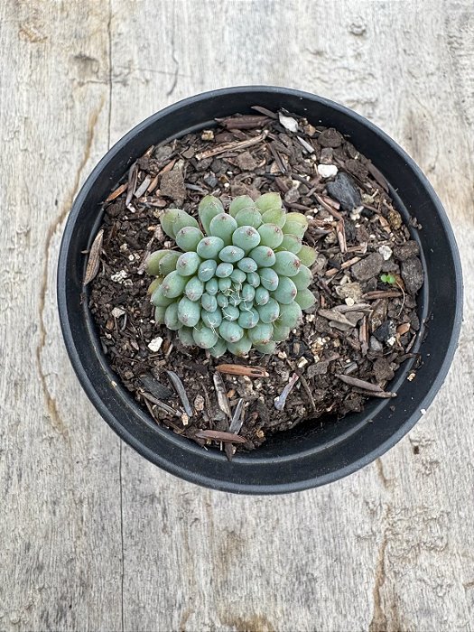 Echeveria setosa var. diminuta
