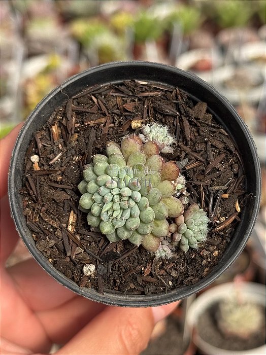 Echeveria setosa var. diminuta