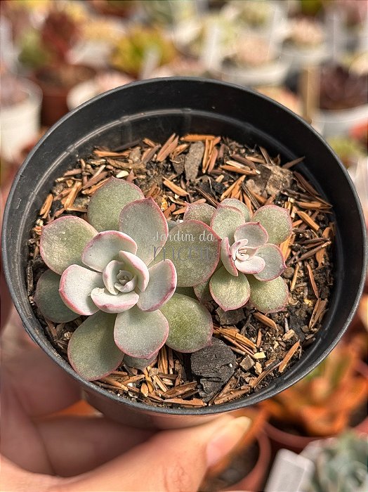 Echeveria subsessilis