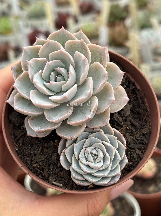 Echeveria subsessilis