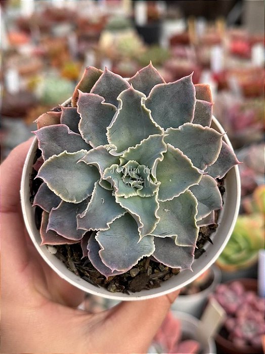 Echeveria leopoldina