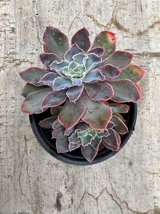 Echeveria leopoldina (dupla)