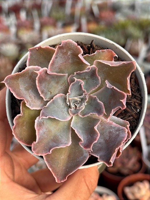 Echeveria leopoldina
