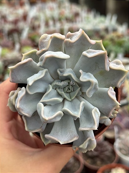 Echeveria thriller pearl