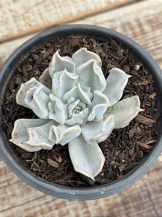 Echeveria thriller pearl