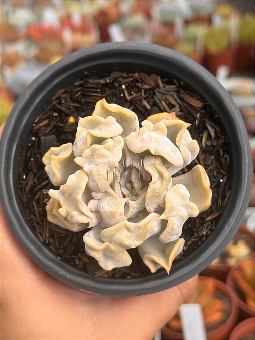 Echeveria thriller pearl