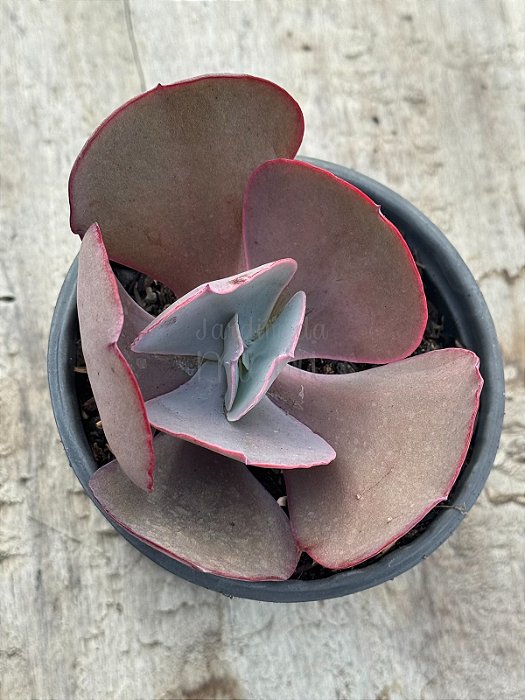 Echeveria Monalisa