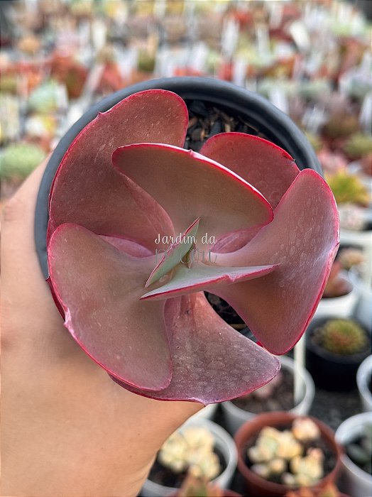 Echeveria Monalisa
