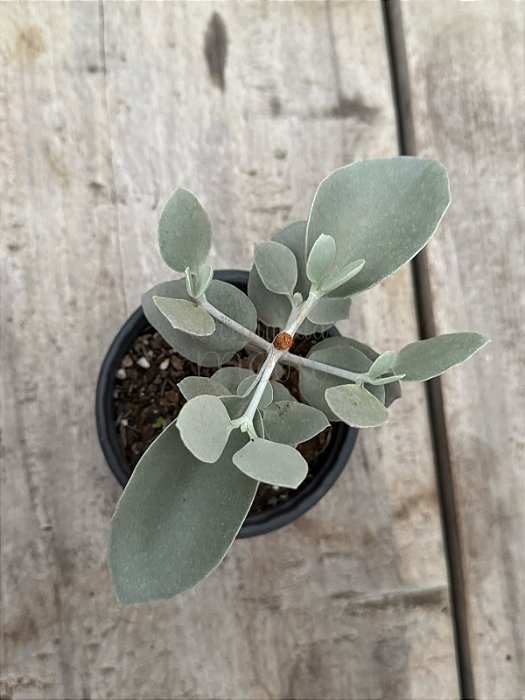 Kalanchoe bracteata (colher de prata)
