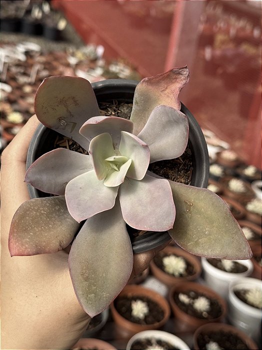 Echeveria pink trumpet reversa