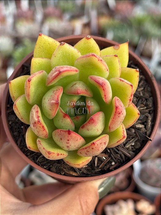 Echeveria costonari