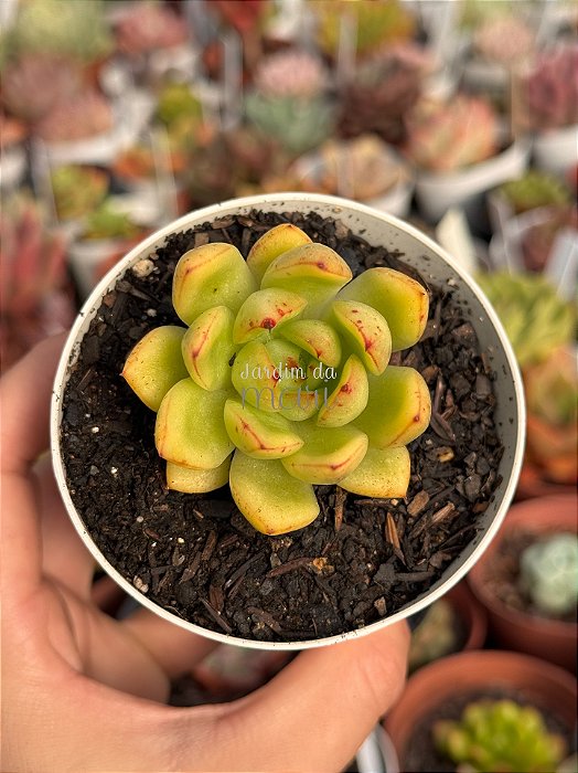 Echeveria costonari