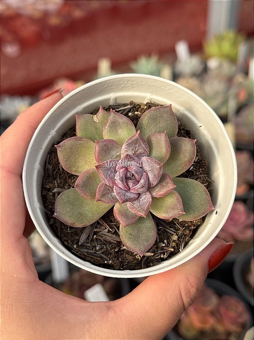 Echeveria purple stone
