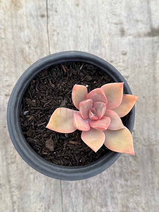 Graptoveria douglas huth