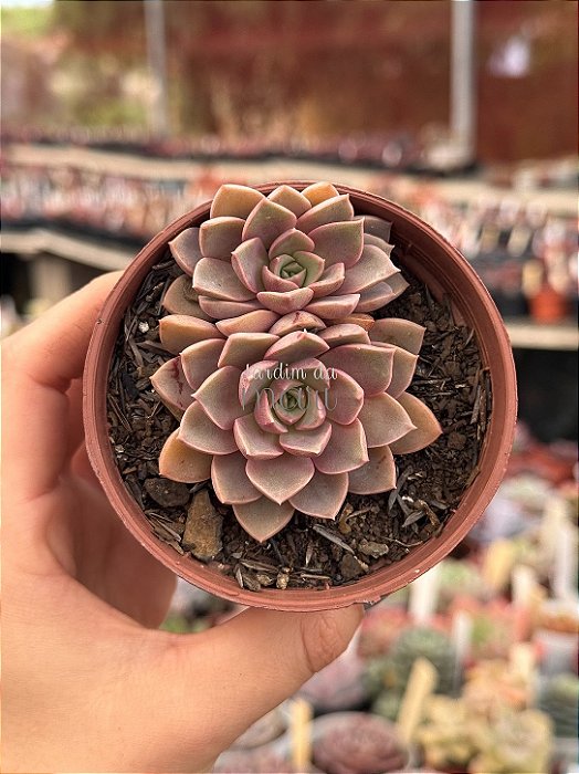 Echeveria brisa