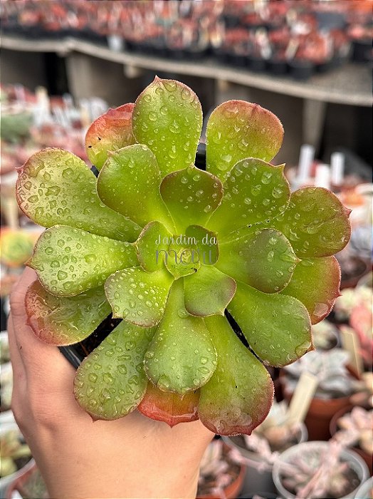 Aeonium arboreum