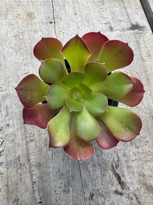 Aeonium arboreum folhas largas
