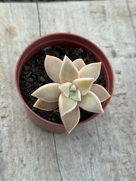 Graptopetalum paraguayense