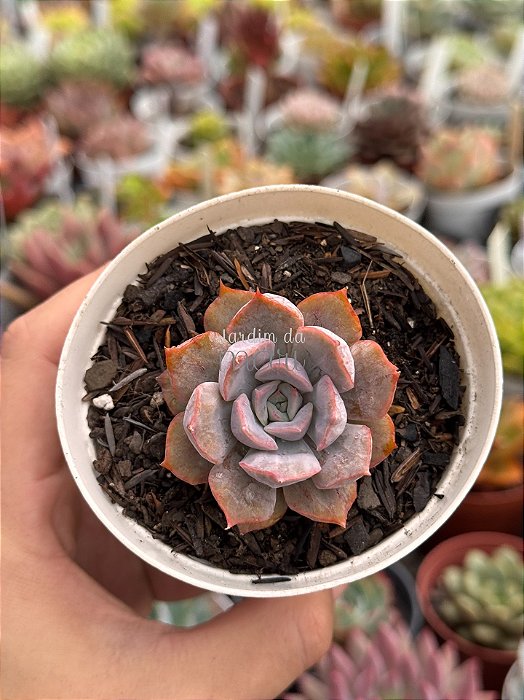 Echeveria ‘summer’