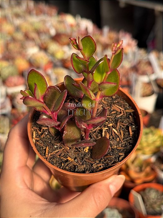 Kalanchoe manginii