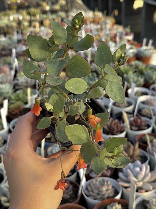 Kalanchoe manginii